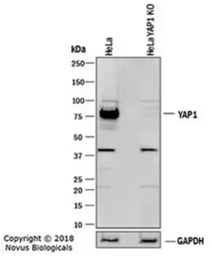 WB of YAP1 expression in lysates of HeLa parental cell line.