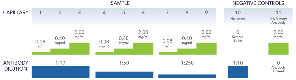 Simple Western antibody validation assay set up recommendation