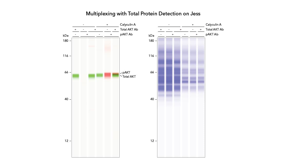 Multiplexing with Jess Compass Software Lane View