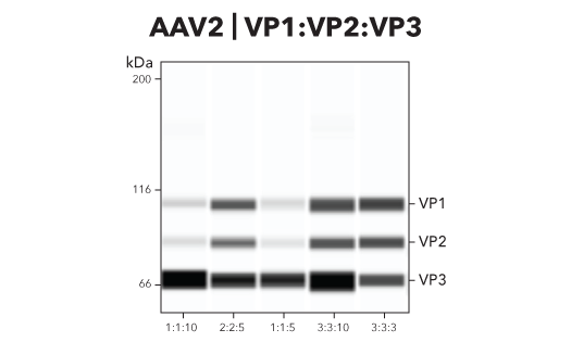 Simple Western AAV Capsid Protein Ratio Data Figure