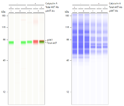 Simple Western multiplex analysis of total AKT and pAKT with simultaneous total protein gel images