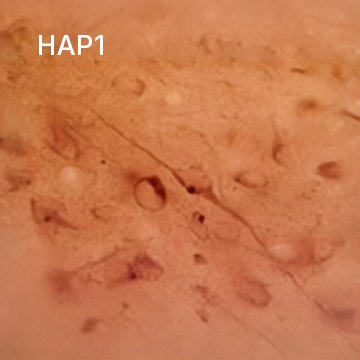 HAP1 Antibody