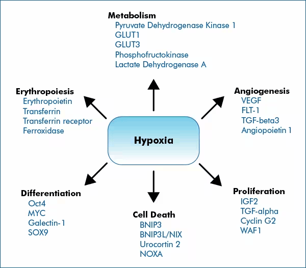 Role of hypoxia in gene expression of key cellular processes