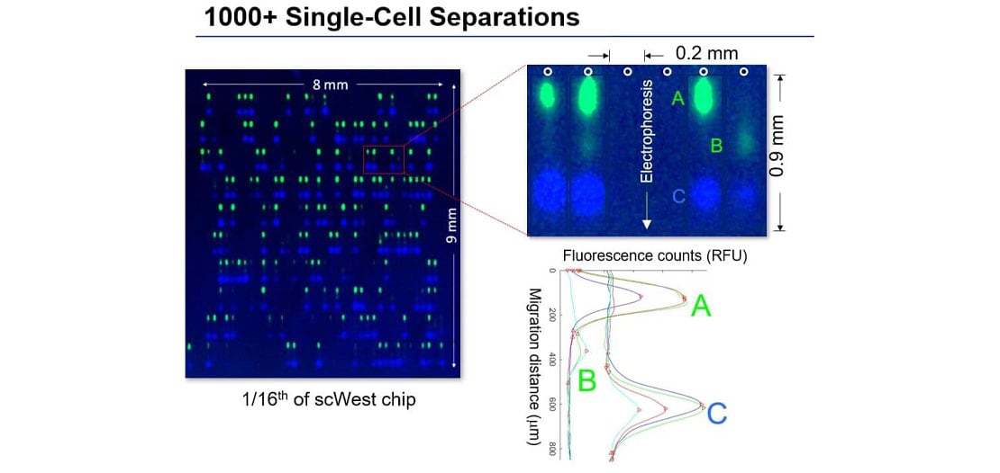 Experimental workflow of Single-Cell Westerns with data examples