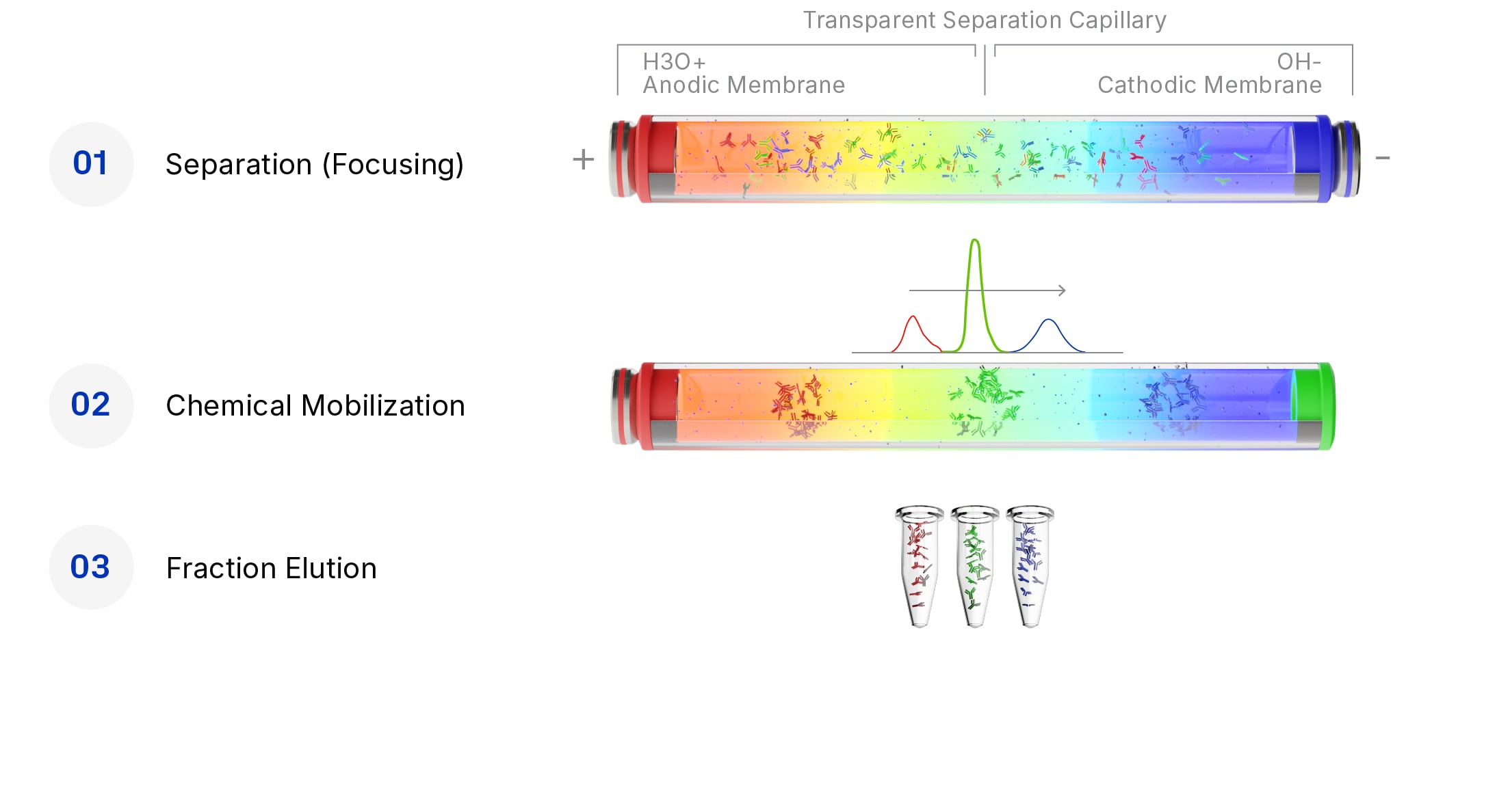 Protein fractionation on MauriceFlex workflow steps