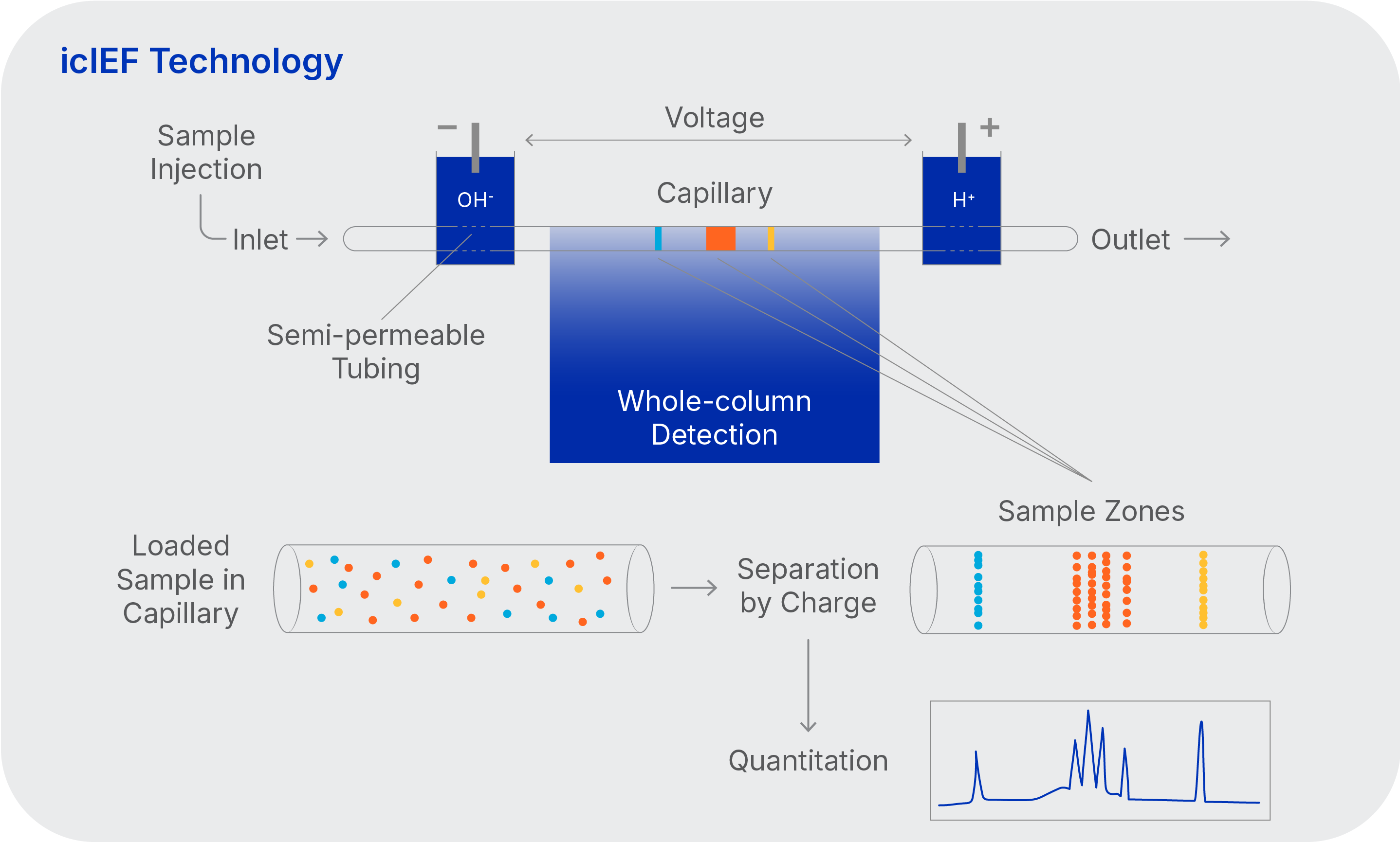 icIEF Technology workflow on Maurice imaged capillary electrophoresis Instruments