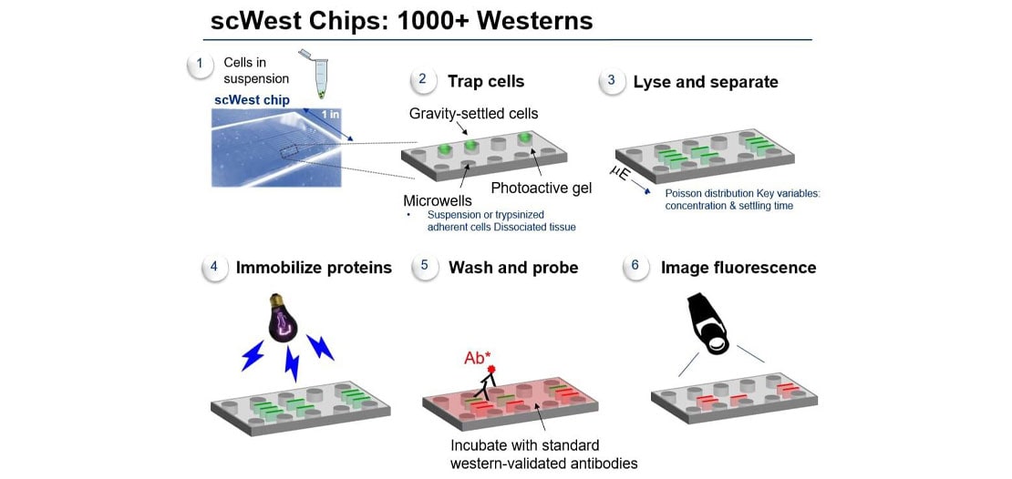 Experimental workflow of Single-Cell Westerns with data examples