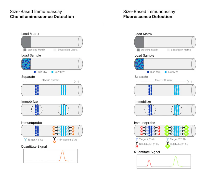 Simple Western Size Immunoassay Infographic