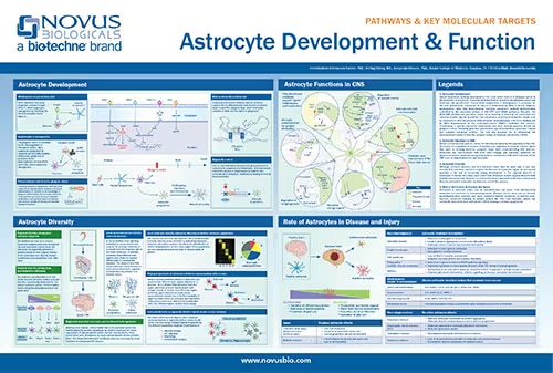 Astrocyte development and function in health and disease