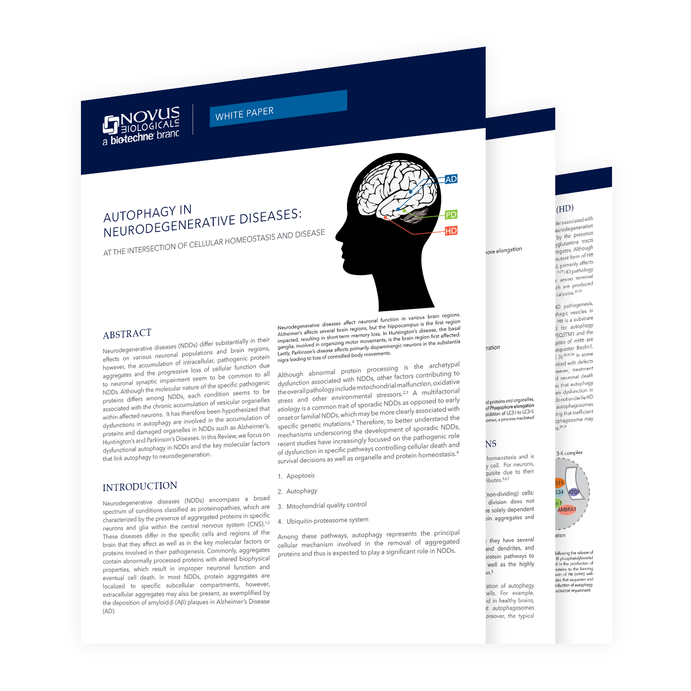 Autophagy in Neurodegenerative Diseases