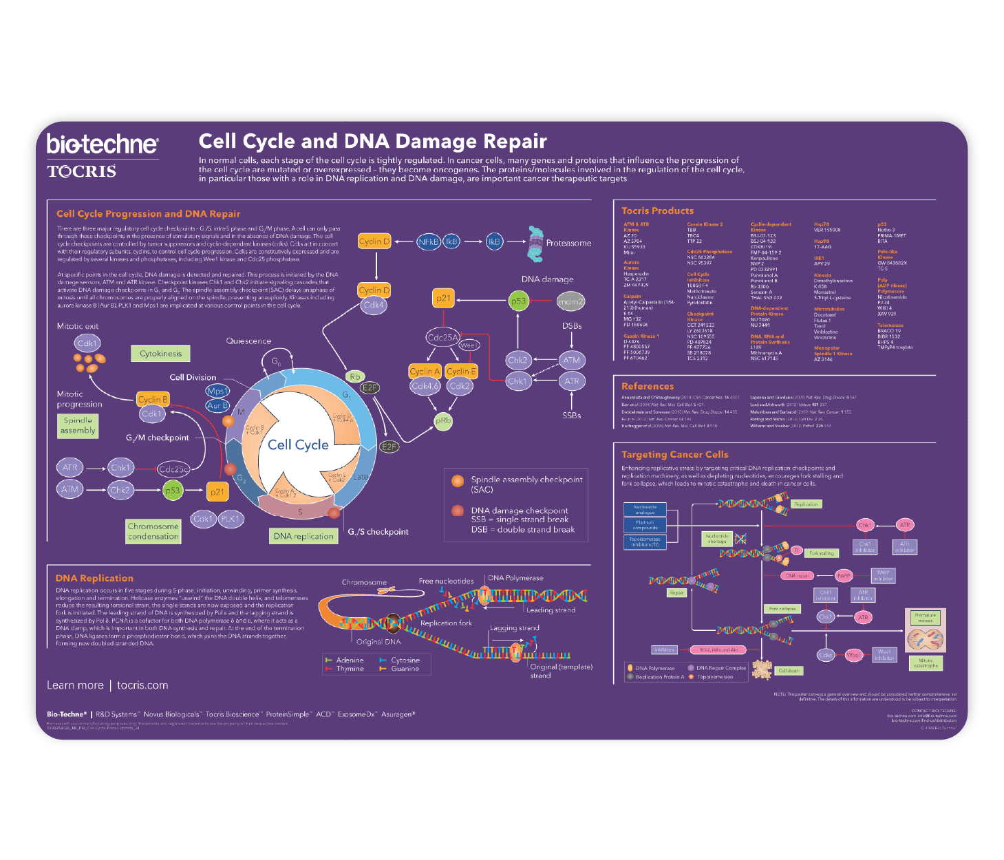 Cell Cycle & DNA Damage Repair Life Science Poster