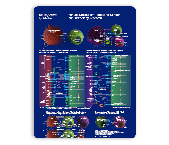 Immune Checkpoint Targets for Cancer Immunotherapy Research Poster