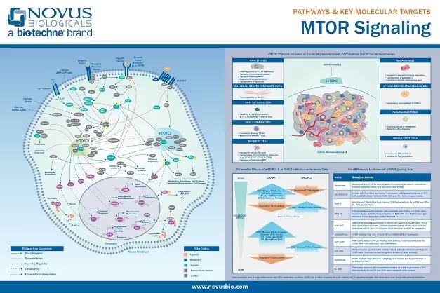 the mechanistic target of rapamycin (mTOR) signaling pathway poster
