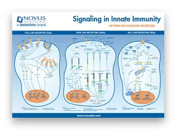 Signaling in Innate Immunity