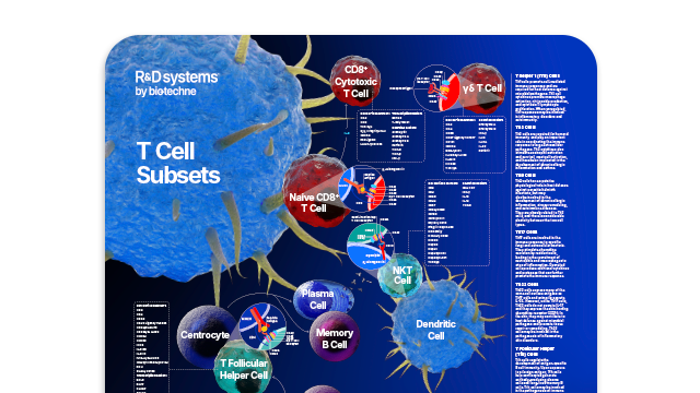 T Cell Subsets poster image