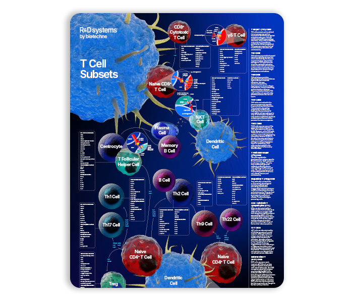 T Cell Subsets Poster