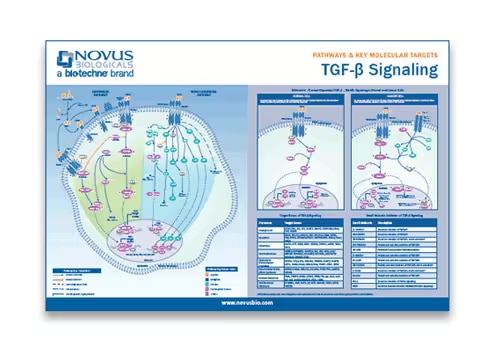 Thumbnail for TGF-beta Signaling Pathway Poster