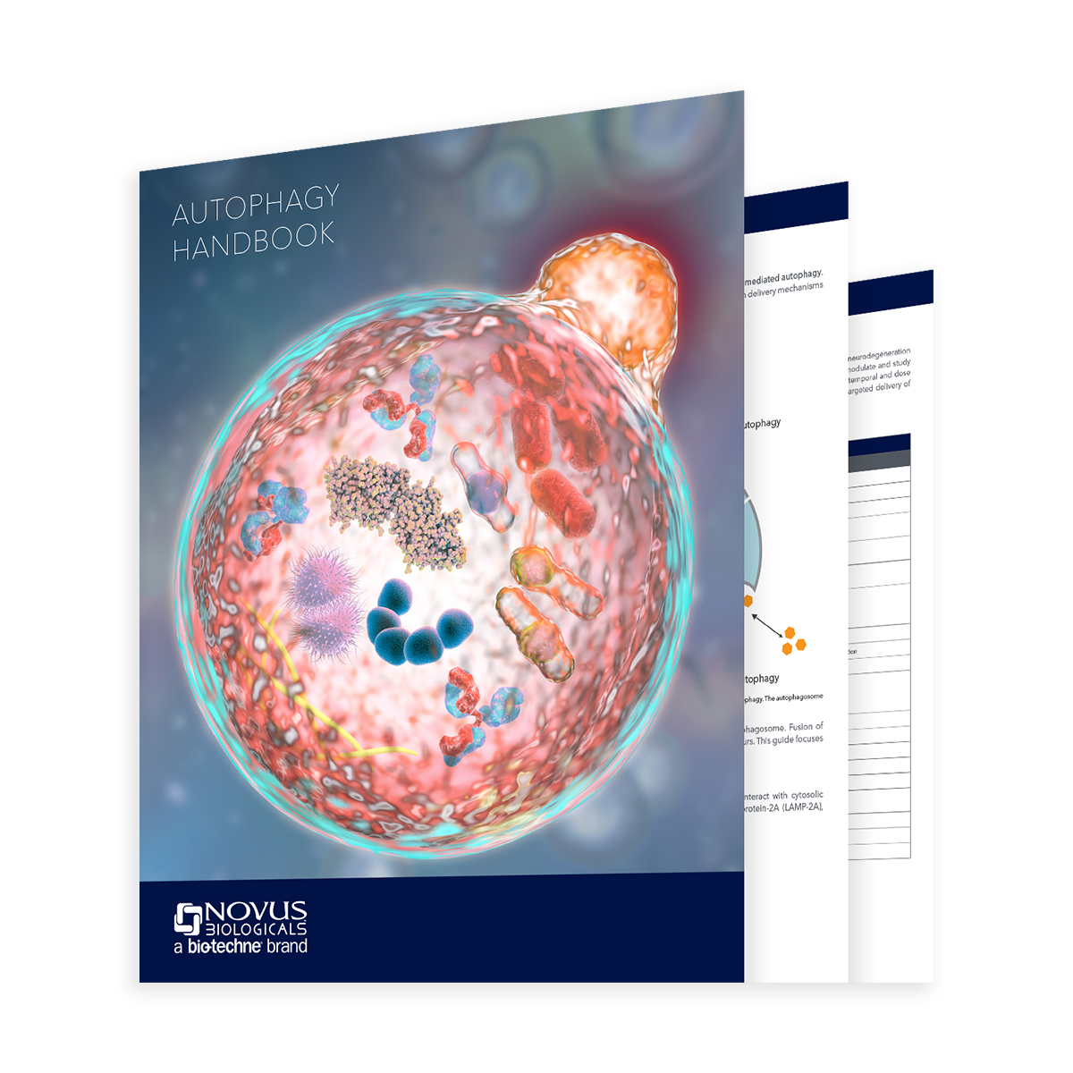 Autophagy handbook cover