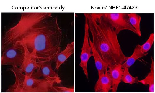 ICC/IF of Histone H3 antibody Fig 1