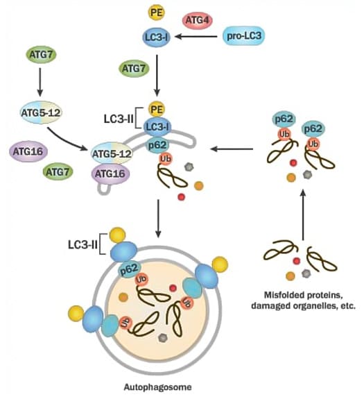 Autophagic pathway molecular interactions illustration