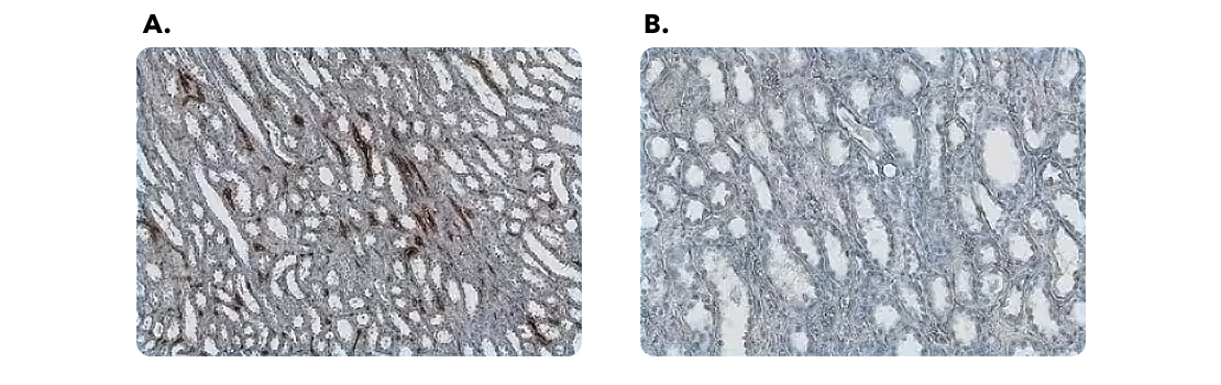 Figure 2: Quenching Endogenous Peroxidase Activity