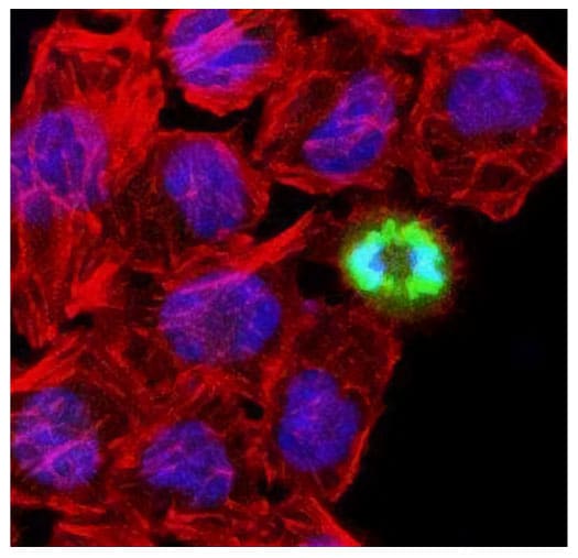 Figure 2 ICC/IF analysis of HeLa cells using Histone H3 (p Ser10] antibody