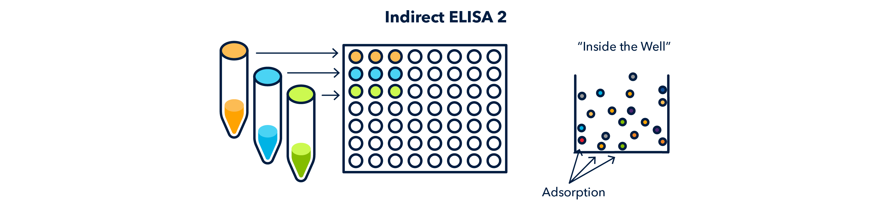 Figure 3 Indirect ELISA