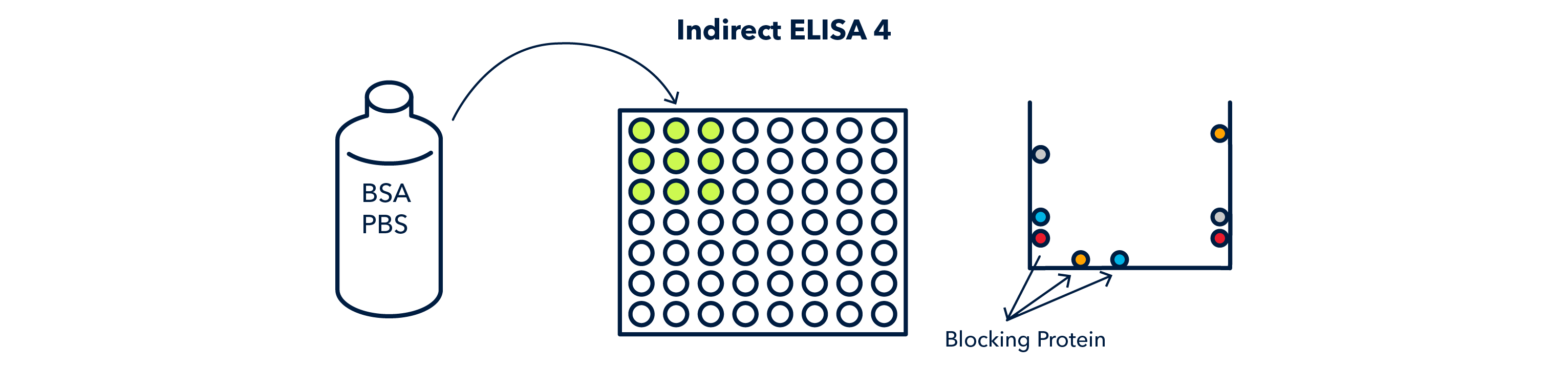 Figure 5 Indirect ELISA