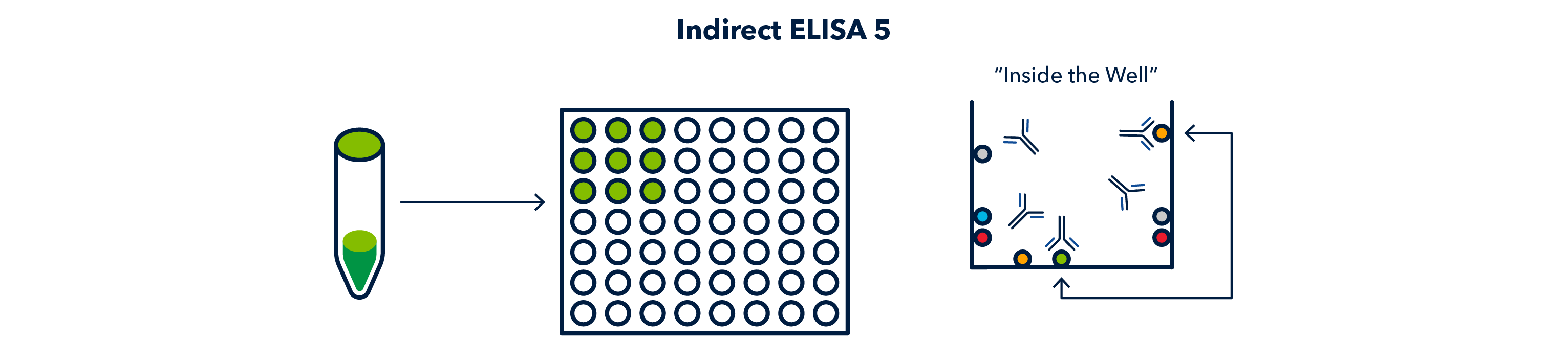 Figure 6 Indirect ELISA