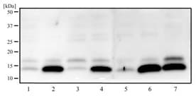 Western blot analysis of LC3B Antibody 