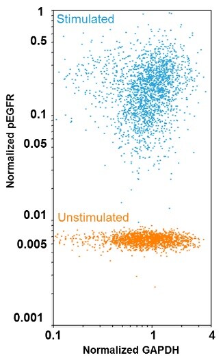pEGFR expression in EGF stimulated A431 cells