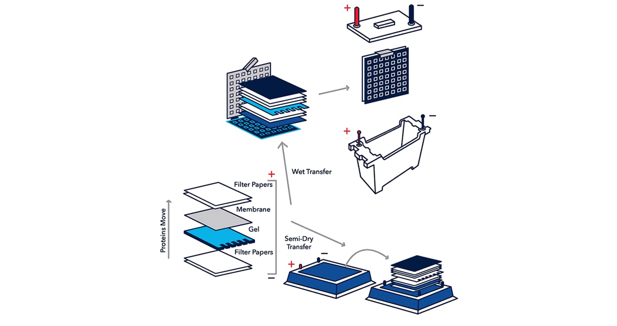 Figure 1: Western blot transfer sandwich sequence illustration