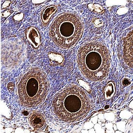 Example of Chromogenic IHC Detection: Stella/Dppa3 in Mouse Ovarian Tissue