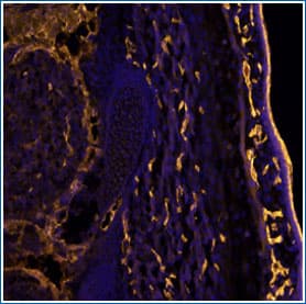 Example of IHC Detection by Immunofluorescence (IF): CD31/PECAM-1 in Mouse Embryo
