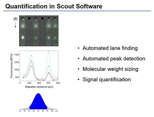 Molecular size and signal quantification using Scout Software