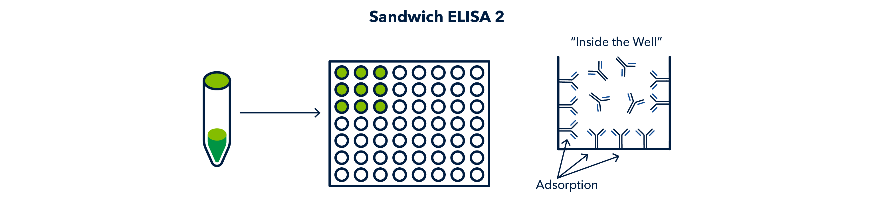 Figure 10 Sandwich ELISA: first primary antibody is adsorbed to wells