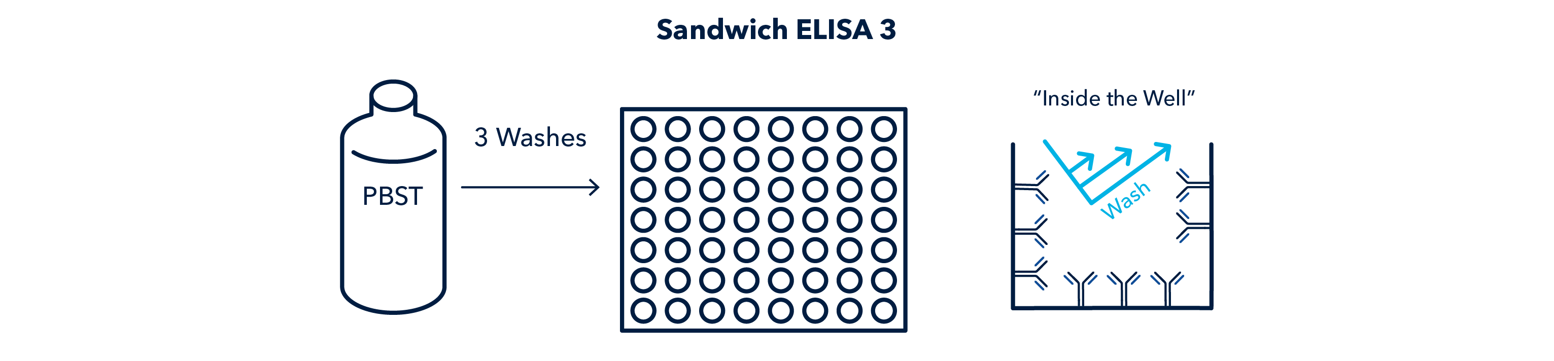 Figure 11 Sandwich ELISA