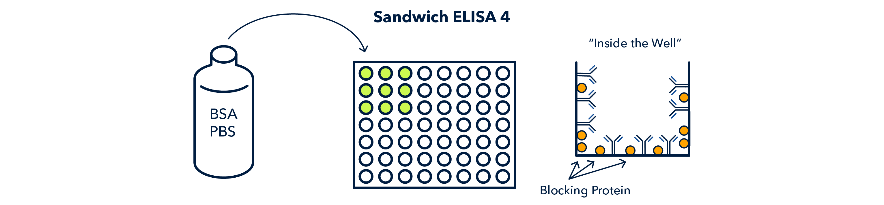 Figure 12 Sandwich ELISA