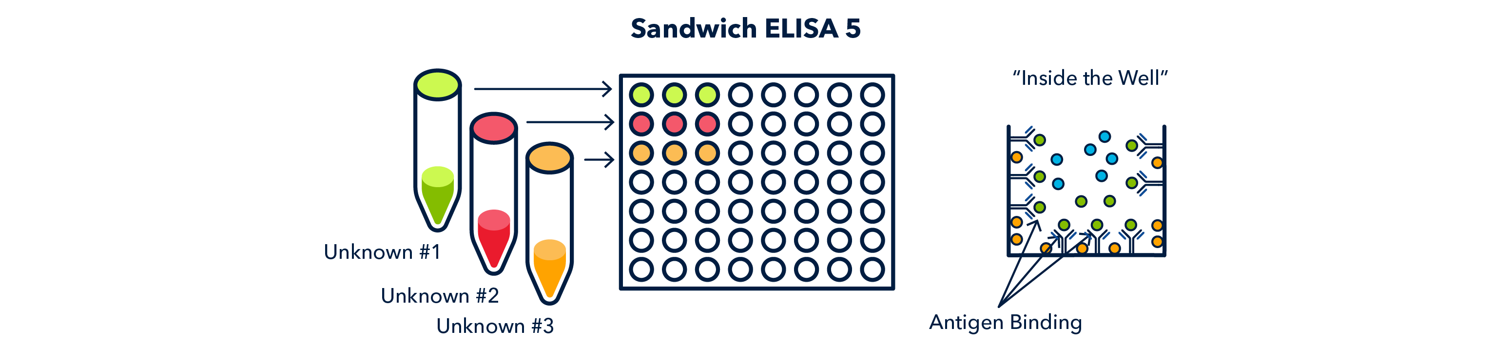 Figure 13 Sandwich ELISA