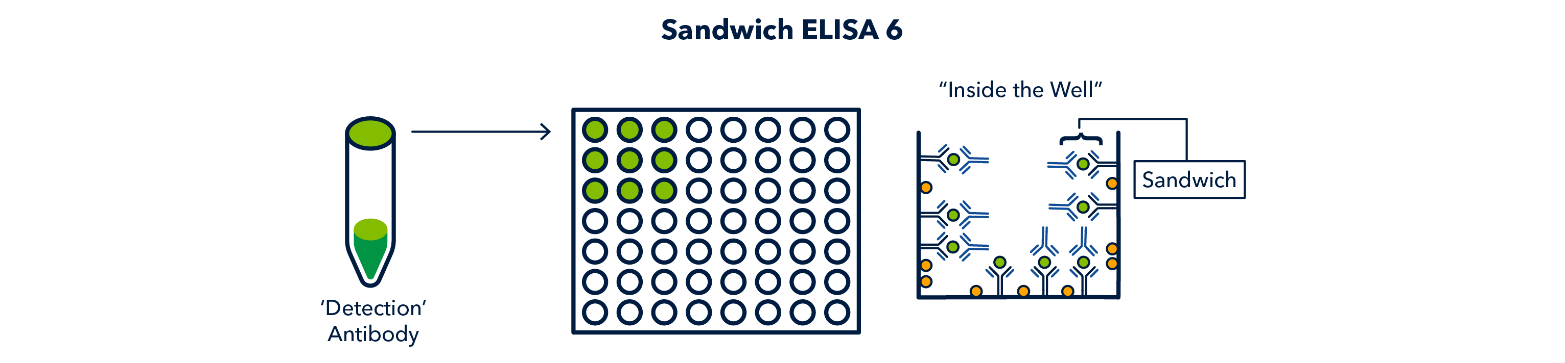 Figure 14 Sandwich ELISA