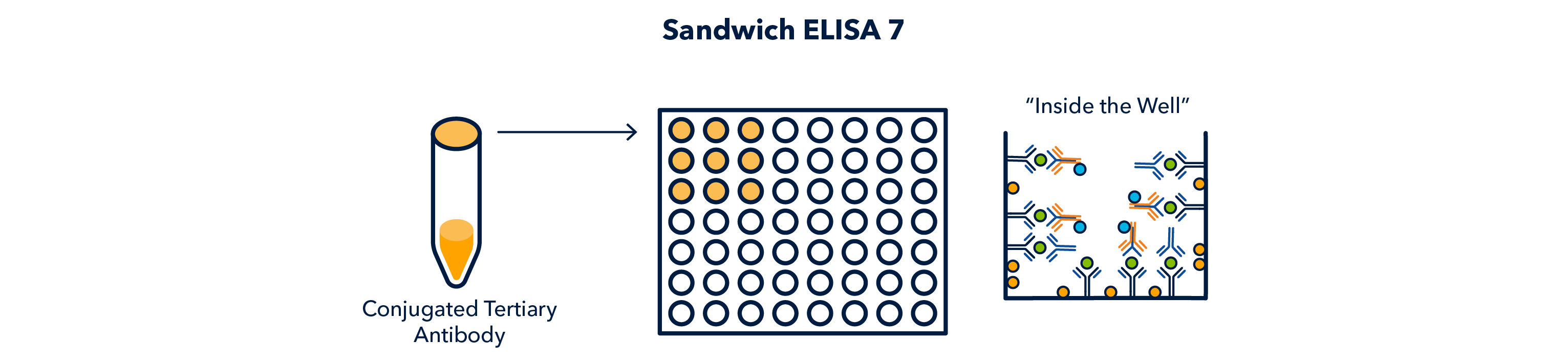 Figure 15 Sandwich ELISA