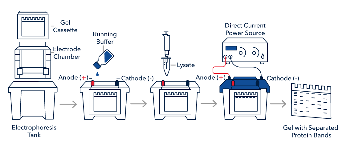 Figure 1: Western Blot SDS-PAGE infographic