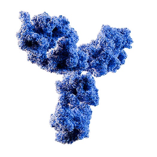 Antibody Structure