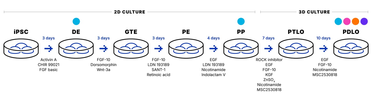 iPSC-Derived PDLO Workflow