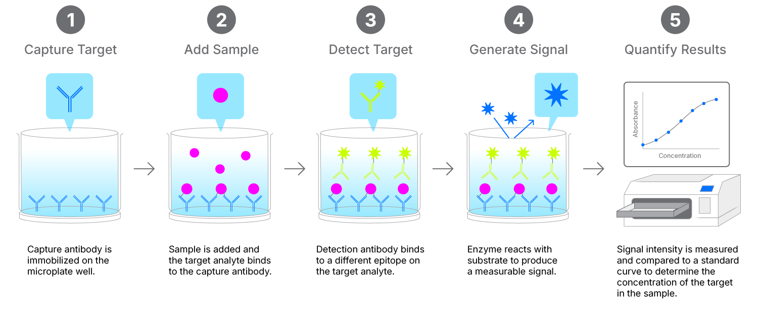 Diagram of a sandwich ELISA assay showing five steps: capture antibody binds the target analyte, sample is added, detection antibody binds the analyte, enzyme generates a measurable signal, and results are quantified using a standard curve.