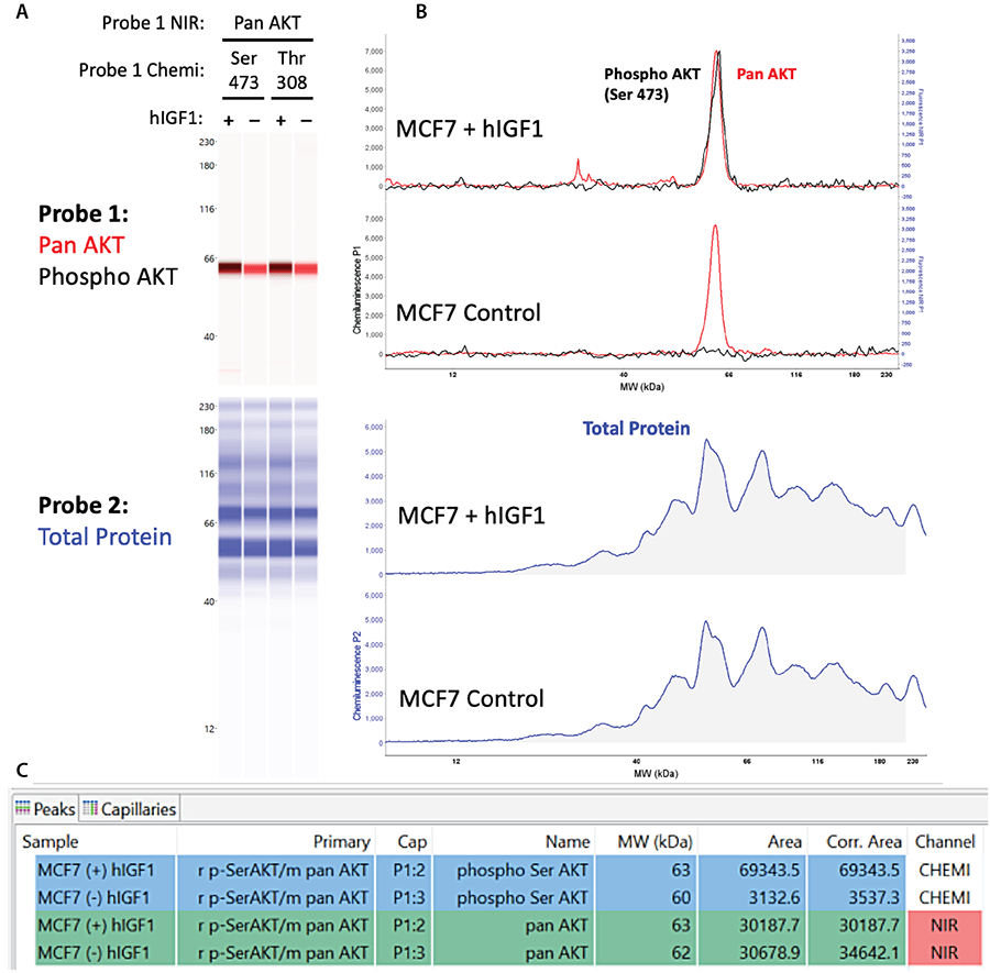 Immunoassay and total protein detection performed in a single capillary using RePlex with Jess