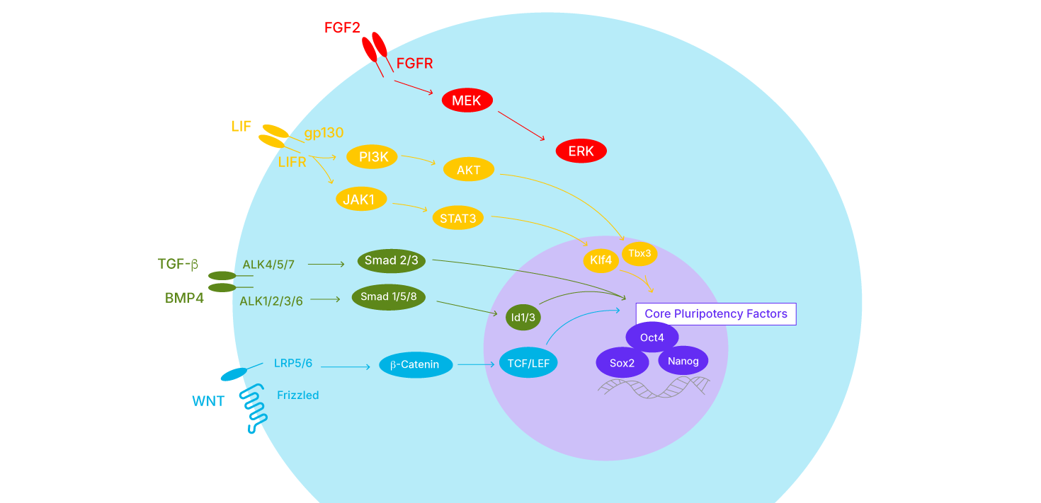 Kinase Modulating Pathways