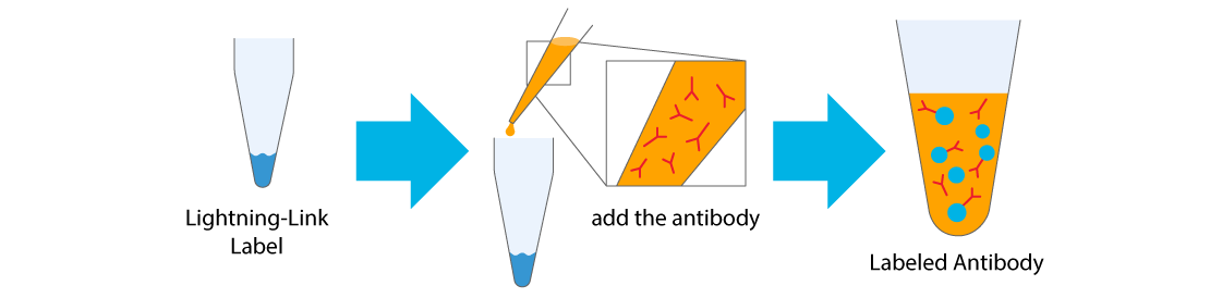 Figure 1: Lightning-Link Antibody Labeling Process
