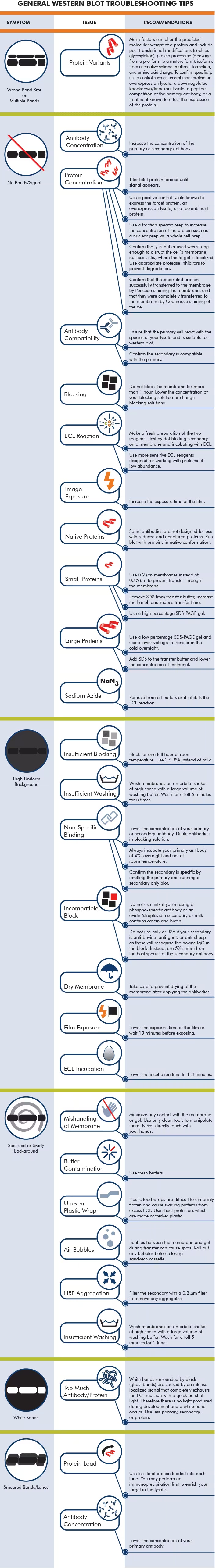 General Western Blot Troubleshooting Tips