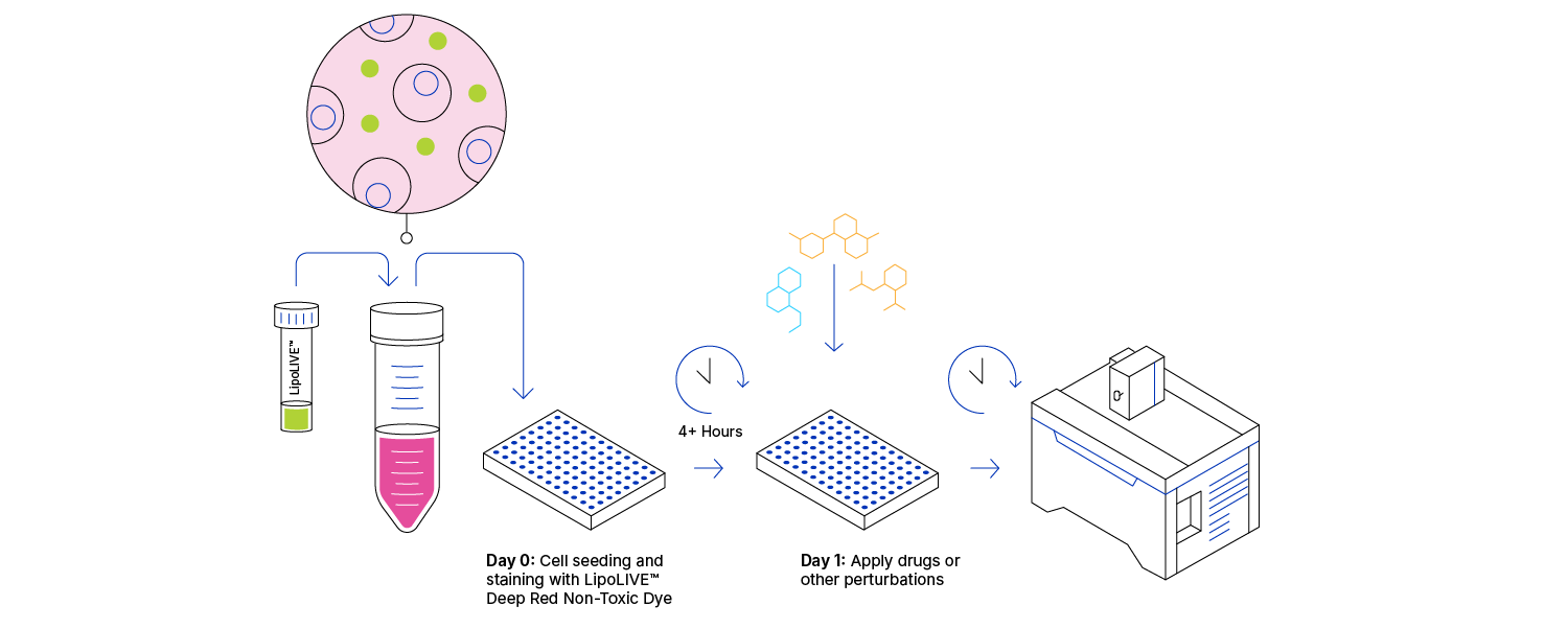 Workflow diagram showing preparation, cell culture, staining, and imaging steps for LipoLIVE™ Deep Red Non-Toxic Dye, enabling real-time visualization of lipid droplets and neutral lipids in live cells without washing or fixation.